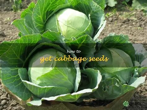 How To Get Cabbage Seeds From Your Cabbage