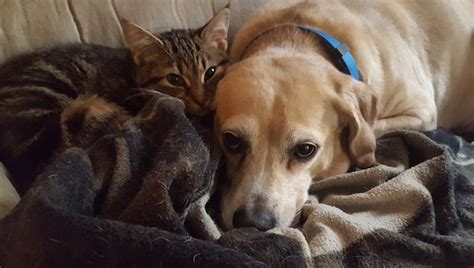 17 Pictures of Cats and Dogs Cuddling To Lower Your Blood