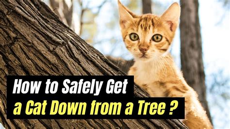 How To Get Cat Down Tree