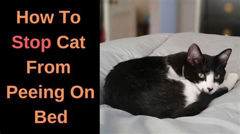 How To Get Cat Not To Pee On Bed