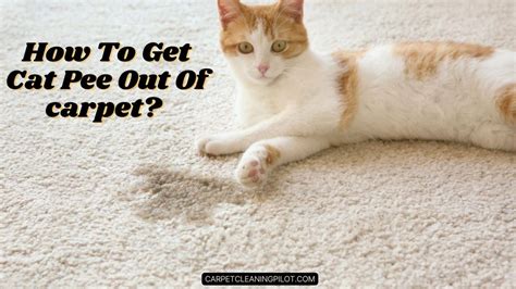 How To Get Cat Pee From Carpet