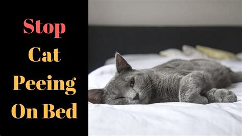 How To Get Cat To Quit Peeing On Bed