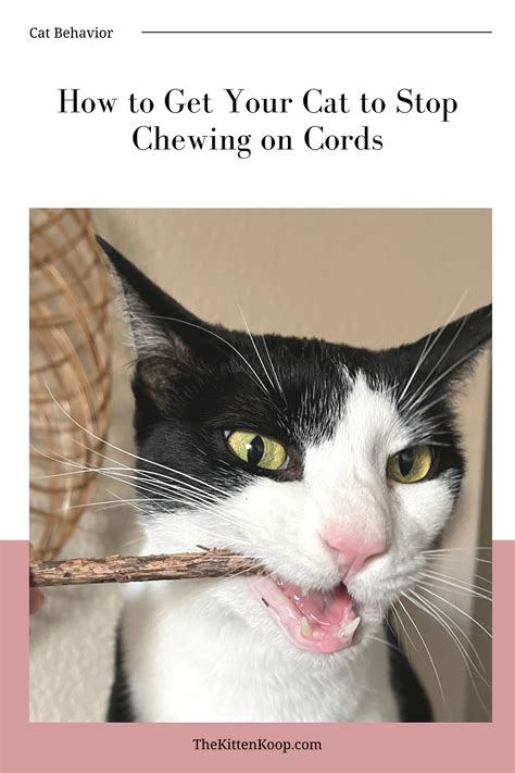 how to get cat to stop chewing everything