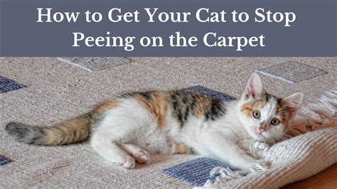 How To Get Cat To Stop Peeing On A Rug