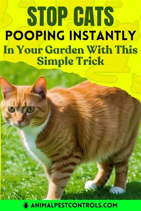 How To Get Cat To Stop Pooping In Garden