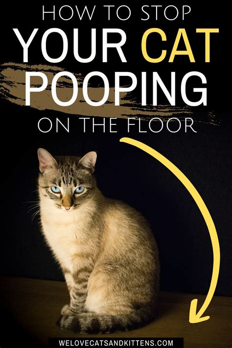 How To Get Cat To Stop Pooping On Floor