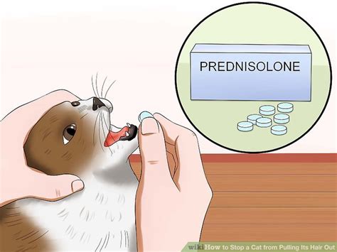 How To Get Cat To Stop Pulling Out Fur