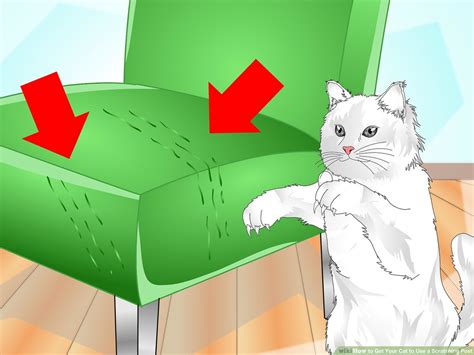 How To Get Cat To Stop Scratching Screen