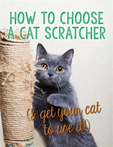 How To Get Cat To Use Scratcher