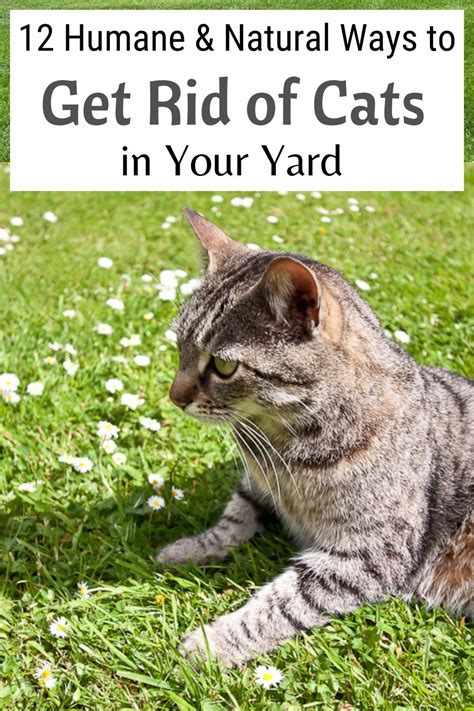 How To Get Cats To Stop Peeing In My Yard