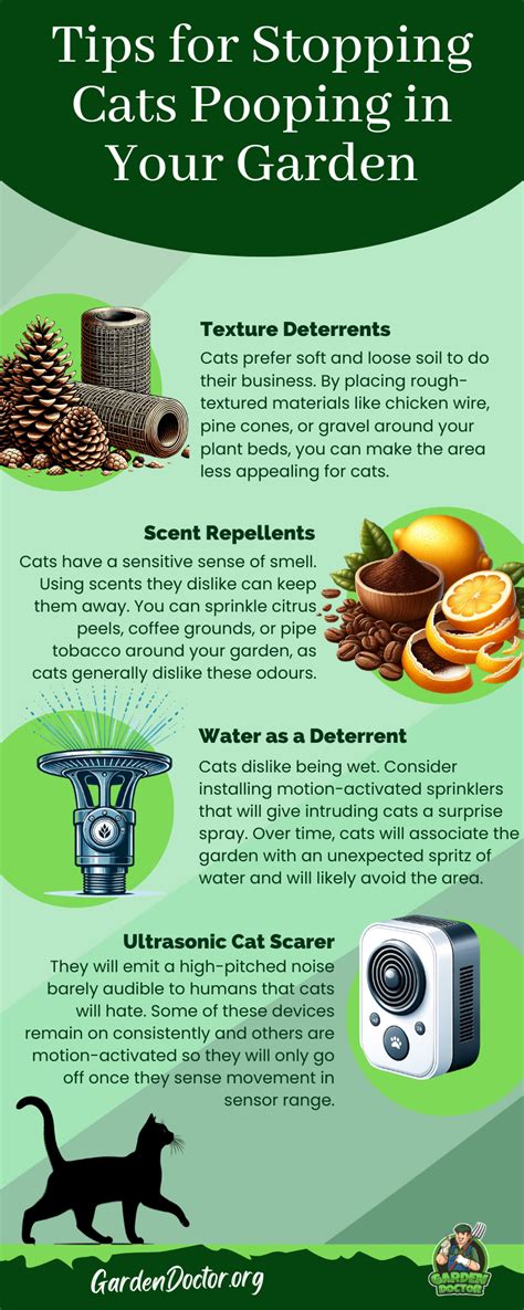 How To Get Cats To Stop Peeing In Your Garden