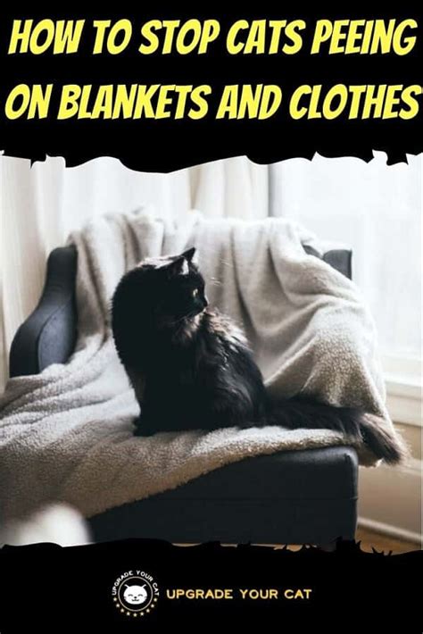 How To Get Cats To Stop Peeing On Blankets