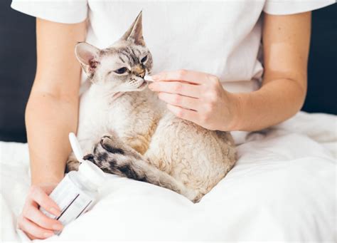 How To Get Cats To Take Gabapentin