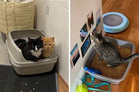 How To Get Cats To Use A Litter Box