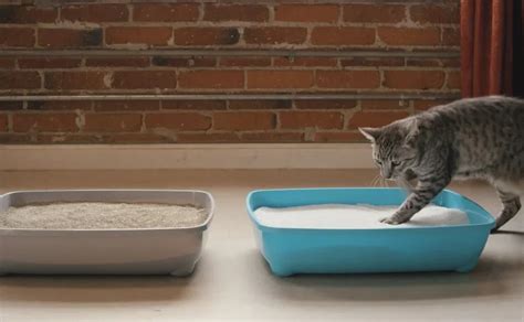 How Do Cats Know How to Use a Litter Box? Reader's Digest