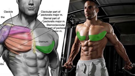 How To Get Chest Pecs