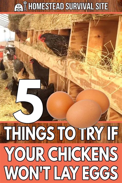 How To Get Chickens To Lay Eggs In The Coop