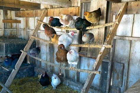 how to get chickens to sleep in coop