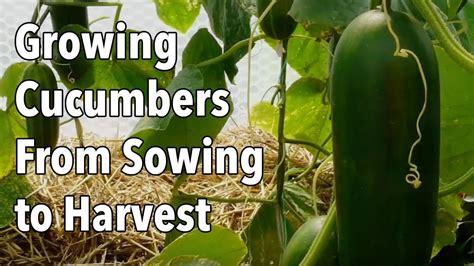 How To Get Cucumbers To Grow Faster