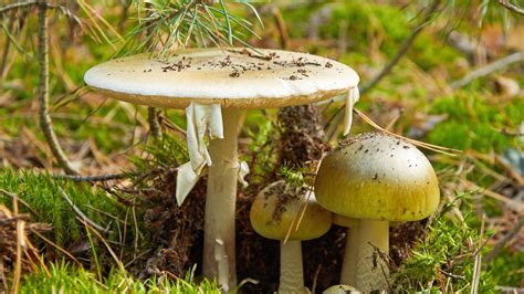 how to get death cap mushroom