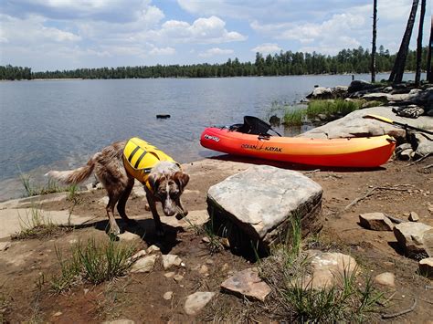How To Get Dog In Canoe