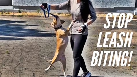 How To Get Dog Not To Bite Leash