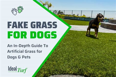 How To Get Dog Poop Smell Out Of Artificial Grass