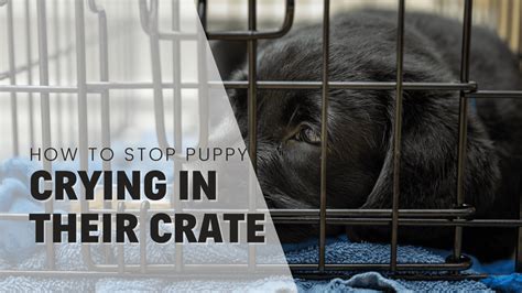 how to get dog to not cry in crate