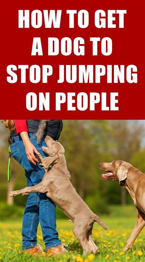 How To Get Dog To Not Jump On Couch