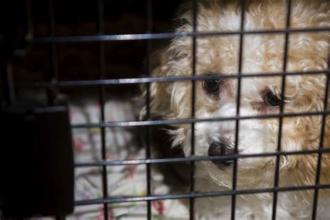 how to get dog to not whine in crate