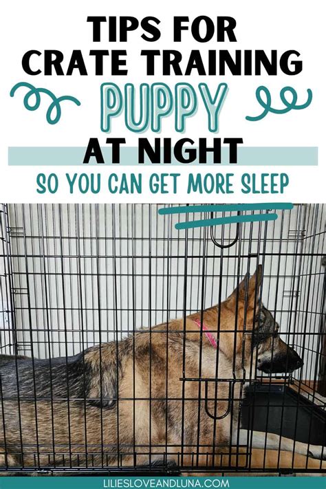 How To Get Dog To Sleep In Crate All Night