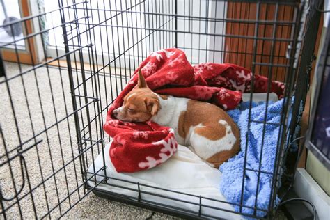 how to get dog to sleep in crate overnight