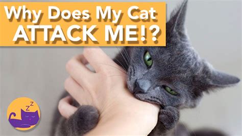 how to get dog to stop attacking me