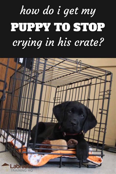 how to get dog to stop crying in crate