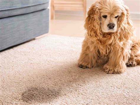 how to get dog to stop peeing on rug