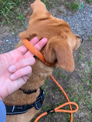 how to get dog to stop pulling on lead