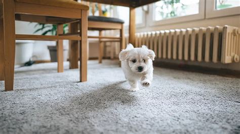 How To Get Dog To Stop Pulling Up Carpet