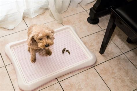 How To Get Dog To Use Training Pad