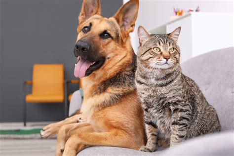How to Help Your Dog and Cat Get Along hungry and fit