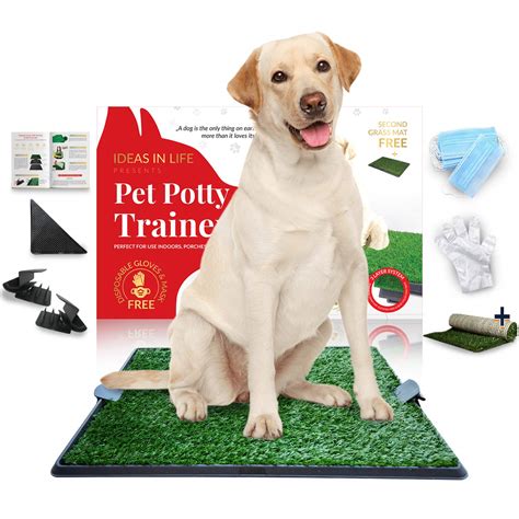 How To Get Dogs To Use A Pee Pad