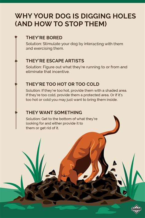 How To Get Dogs To.stop Digging