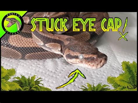 How To Get Eye Caps Off Ball Python