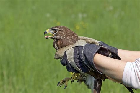 how to get falconry license