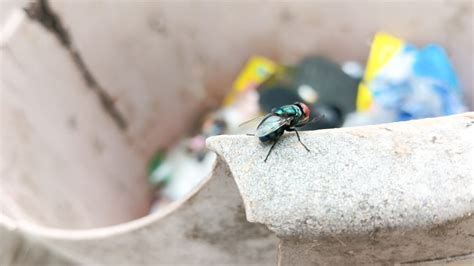 How To Get Flies Out Of Garbage Can
