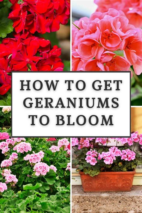 How To Get Geraniums To Bloom In Winter