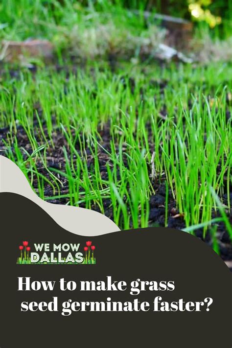 How To Get Grass Seed To Germinate Quicker