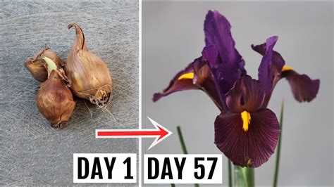 how to get iris to open
