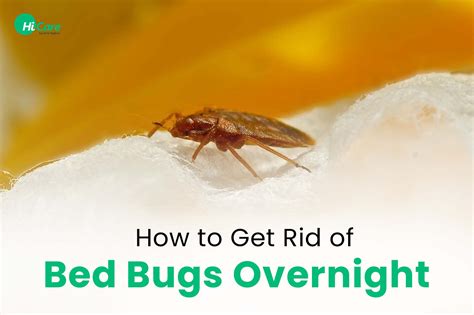 How To Get Kill Bed Bugs