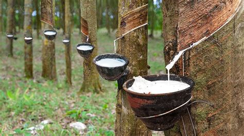 How To Get Latex From Rubber Trees