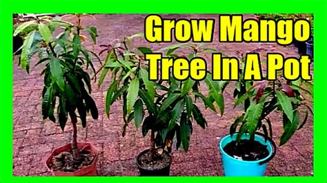 how to get mango tree to fruit